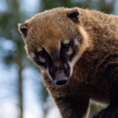Rode neusbeer - De Zonnegloed - Dierenpark - Dieren opvangcentrum - Sanctuary